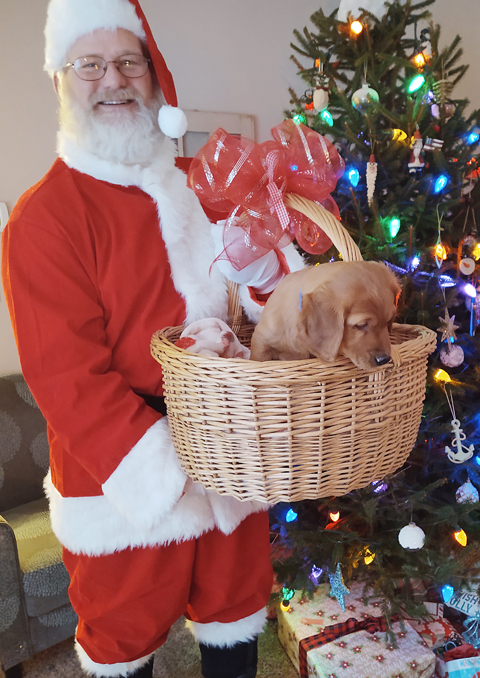 Santa Tom Delivering A Puppy